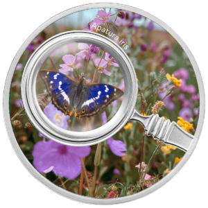 Apatura Iris, 500 franków CFA, rewers