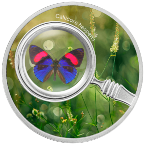 Callicore hesperis, 500 franków CFA, Seria: Motyle, rewers