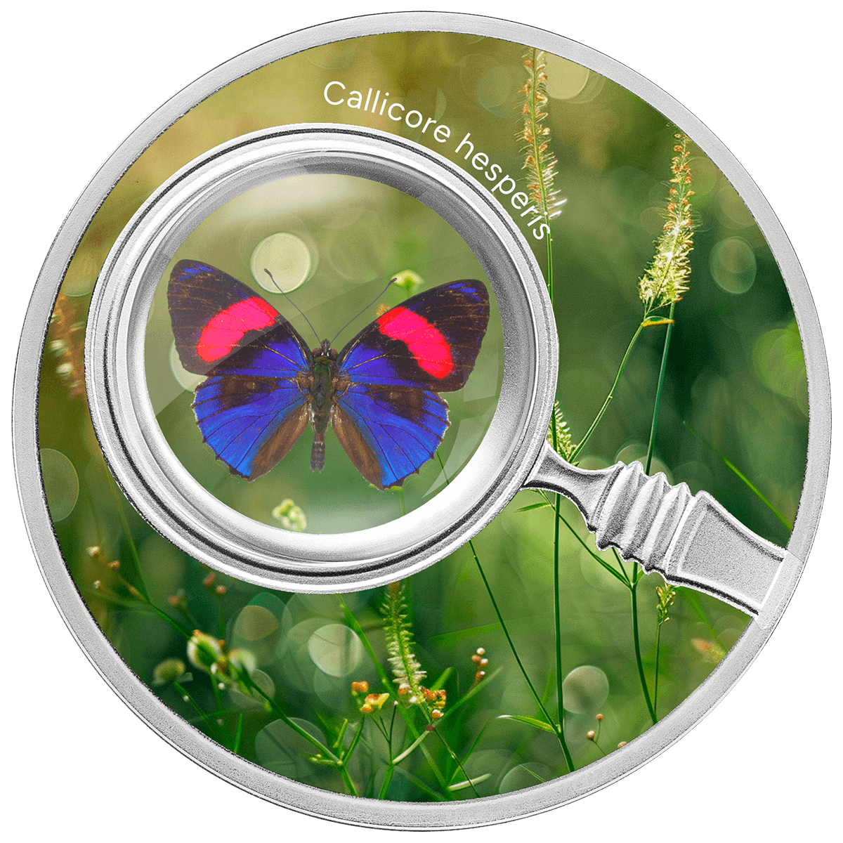 Callicore Hesperis_reverse Callicore hesperis, 500 franków CFA, Seria: Motyle, rewers