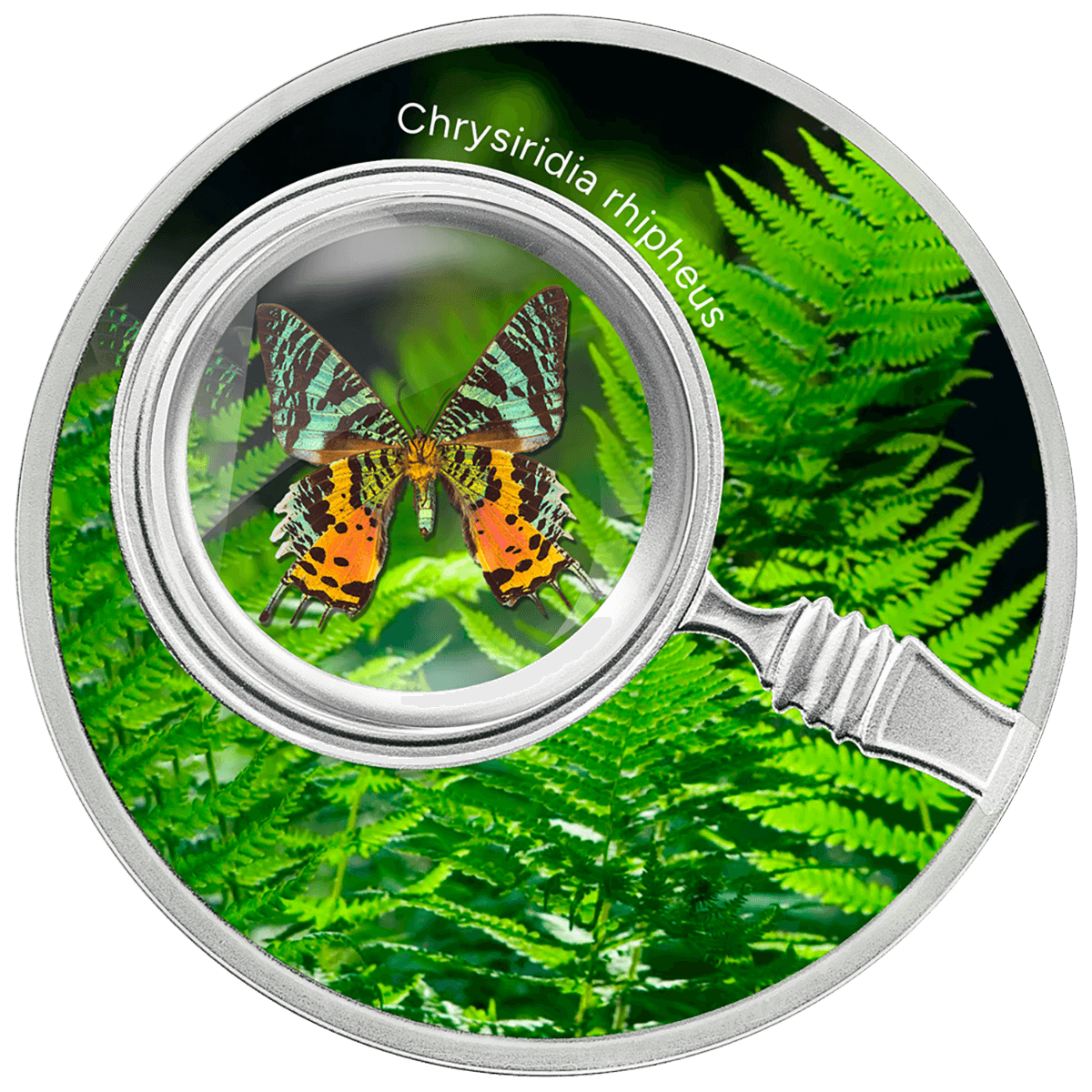 Chrysiridia rhipheus, 500 franków CFA, Seria: Motyle, rewers